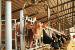 Everything You Need To Know About Various Machinery And Equipment Used In Dairy Farming