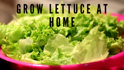 Beginner's Guide to Growing Lettuce at Home