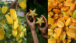 An Easy Guide to Grow Starfruit Trees: Cultivation & Care