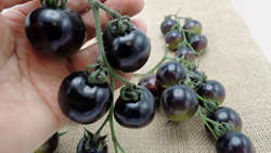 Harvesting Black Tomatoes- A Game-Changer for Growers Boosting Profitability