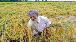 Punjab Cabinet Gives Nod To 25 Per Cent Hike in Compensation For Crop Loss