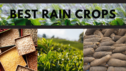 Plant these Monsoon Crops and Obtain Bumper Profit