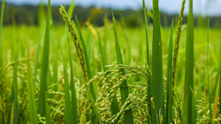 Benefiting Over 96 Lakh Farmers, Paddy Procurement Surpasses 700 LMT Mark 