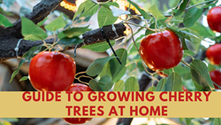 Step-by-Step Guide & Best Tips for Successful Cherry Trees in Your Backyard