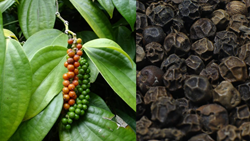 Profitable Black Pepper (Kali Mirch) Cultivation: Know About Farming Techniques, Requirements, & Total Income