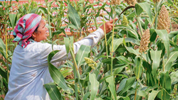 ‘Ganga Bhog – Gangotri Se Ganga Sagar Tak’ Initiative To Promote Awareness On Millet Farming In Rishikesh