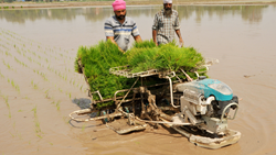 Direct Seeded Technique- A Modern Farming Method for Cultivating Paddy