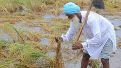 Punjab - Farmers Grapple with Crop Damage and Harvesting Challenges after Heavy Rainfall