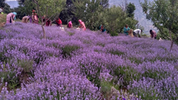 HP And Center To Join Forces To Advance Lavender Cultivation