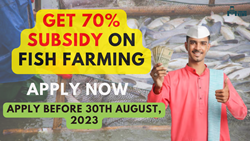 Good News for Farmers- Get 70% Subsidy on Fish Farming, Apply Now to Avail Major Benefits