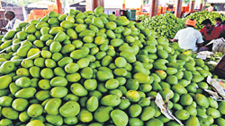 Famer Give Away 4 Tons of Mangoes for Free, Protests Against Suppressed Prices by Traders