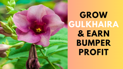 Gulkhaira Cultivation- Transforming Farmer’s Lives Through Bumper Earnings