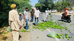 Punjab: Farmers Get Major Disappointments as Capsicum Prices Dropped to Rs 1 per Kg