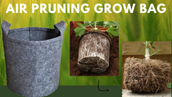 What are 'Air Pruning Grow Bags' & How They are Beneficial for Planting Plants? 