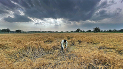 Hisar: Farmers' Protest Demanding Compensation for Crops Destroyed by Rain 