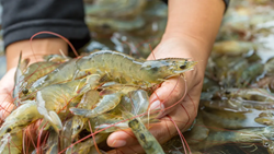 Vannamei Farming: Profitable Shrimp Farming Technique