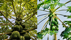 A Beginner's Guide Towards Successful Papaya Farming