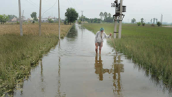 Punjab: Govt Announces Compensation for Flood-Affected Farmers, To Get Rs 6,800 Per Acre 