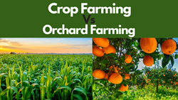 Crop Farming Vs Orchard Farming- Know Which is More Profitable