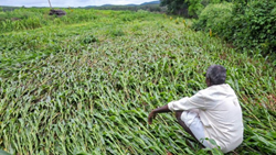 Unseasonal Rains In March Damage Crops Over 42,000 Hectares in 15 Districts of Gujarat