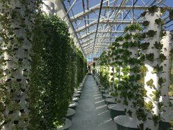 Vertical Farming: Rising Agriculture’s Potential and Lowering its Environmental Influence