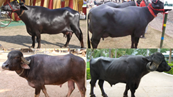 Top 5 Highest Milk Producing Buffalo Breeds in India in 2024