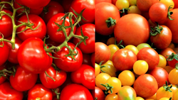 Tomato Farmers in Asia's Leading Tomato-Growing Belt Face Price Plunge in 2023