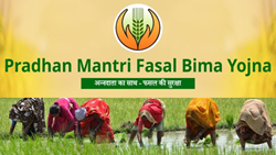 PMFBY Farmer Enrollment Up by 27%, Claims Payout Hits Rs. 1,55,977 Crore