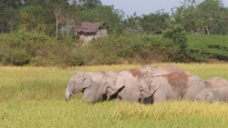 Farmers Attain Benefits From Lemon Fence, Averts Elephant From Farms