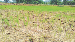 Bihar Cooperative Department to Start Process of Compensating Farmers for Crop Loss