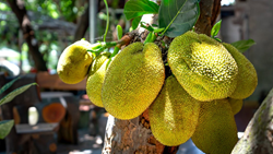 Bihar Govt Offers Upto 50% Subsidies for Lucrative Jackfruit (Kathal) Farming: Process Details