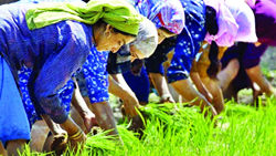 J&K: Rs 900 Crore Sanctioned For Holistic Development Of Agriculture Sector 