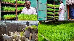  How this Farmer Converted 'Almirahs' into High-Yield Fodder Systems for Cattle?