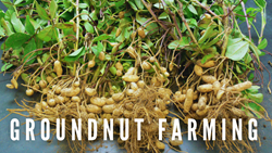 The Profitability of Groundnut Farming in India