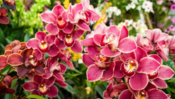 Orchid Farming In India And The Essential Tools Required In It