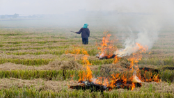 Punjab Govt Awards Farmers for Not Burning Stubble, Encourages Sustainable Farming