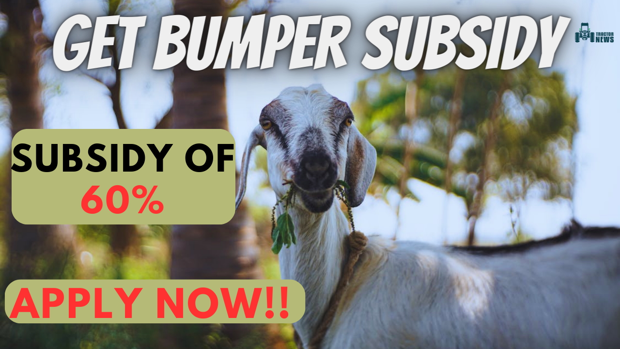 Get a Bumper Subsidy of 60% on Goat Rearing and Earn Huge Profits- Apply Now!!
