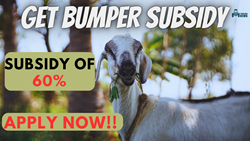 Get a Bumper Subsidy of 60% on Goat Rearing and Earn Huge Profits- Apply Now!!