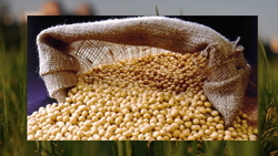 Full Guide to Soybean Farming in Detail: Easy Guide