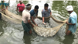 Essential Tools & Equipment Used in Fish Farming in India