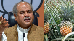  Union Minister Tomar Commends Tripura's Organic Farming Initiatives, Launches Famous Queen Pineapple