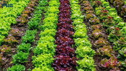 Benefits of Mixed Vegetable Farming and The Tools Used in It