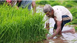 Indian Govt Launches Digital Crop Survey in 12 States for Enhanced Sowing Data Collection