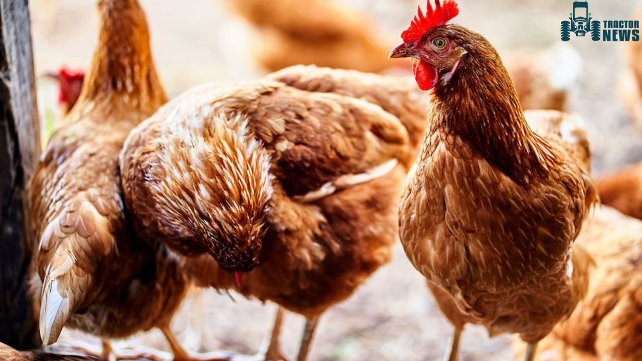 here-are-the-importance-of-poultry-farming-in-agriculture