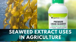 Seaweed Extract in Agriculture- Benefits and Uses