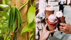 Vanilla Beans: A Journey into Cultivation, Flavour, Fragrance, & Health Benefits