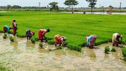 Bihar to Launch New Scheme, Land On Lease To Gain High Seed Production