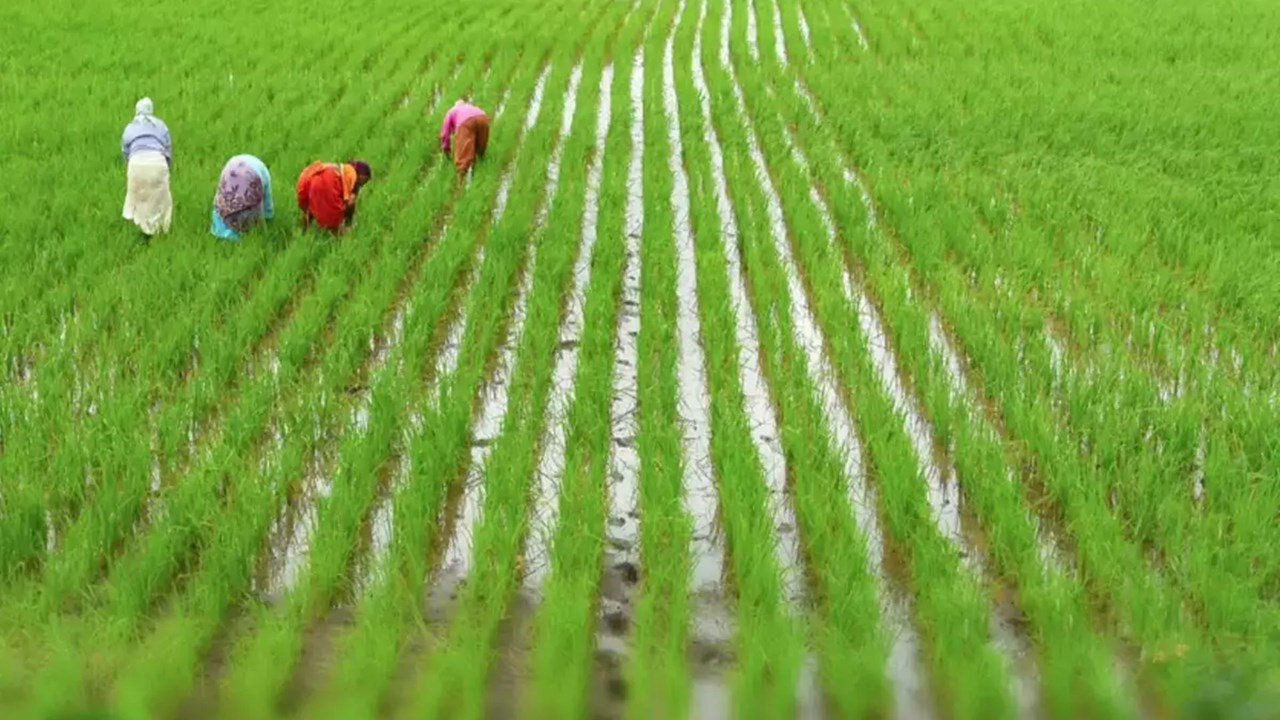 Tamil Nadu Govt. offers loan to farmers
