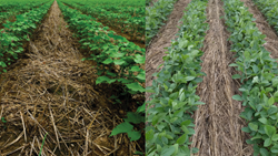 Top 10 Mistakes to Avoid in Cover Crops- Essential Tips