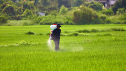 Govt Informs Rise in Urea & DAP Consumption, Prepares to Tackle Subsidy Costs